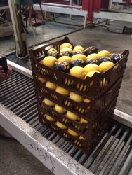 Plastik Limon Kasas�